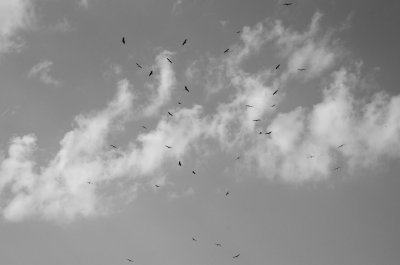 g9/84/538684/3/151598572.JiaH5cfR.jpg