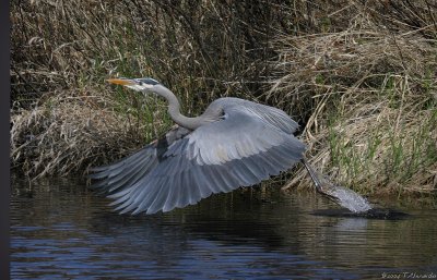 HERON GALLERY