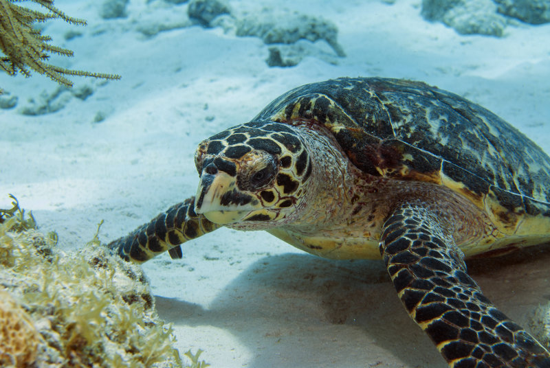 Hawksbill Turtle 