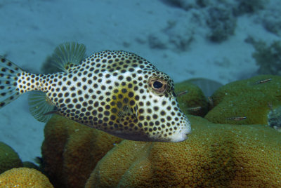 Bonaire 2013