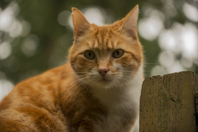 orange_2015.jpg