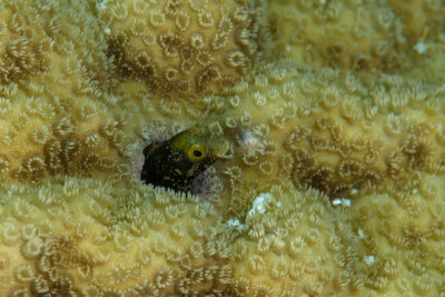 Blenny_20151.jpg