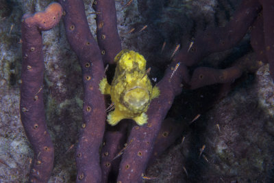 Frog3_2015.jpg