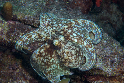 Octo1_2015.jpg