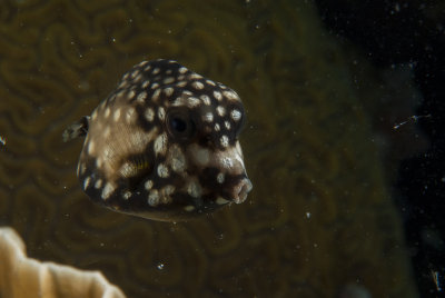 backscatterd_baby_trunk.jpg
