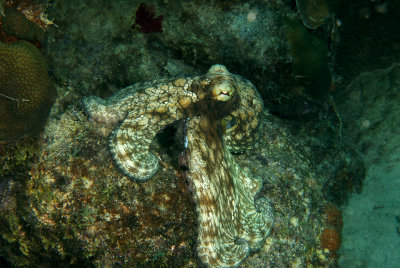 Octo2_2015.jpg