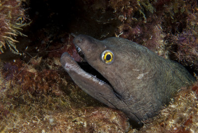 PurpleMouth1.jpg