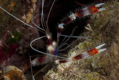 coralShrimp_2015.jpg
