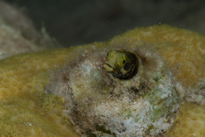 Blenny_4.jpg