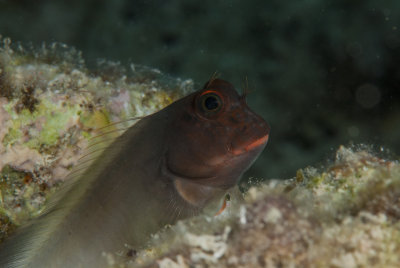 RedLIp_Blenny_1.jpg