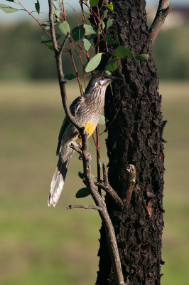   Anthochaera carunculata 