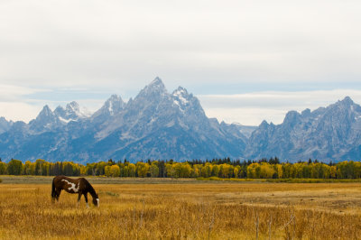 DSC_0238-1.jpg