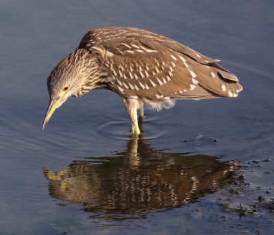 Juvenile Black Crowned Night Heron.jpg
