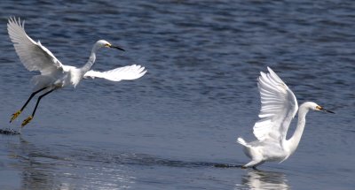 Dancing SN Egrets Arrowheadjpg.jpg