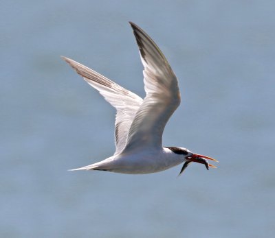 Royal Tern with Fish Elsie Roamer BIF.jpg