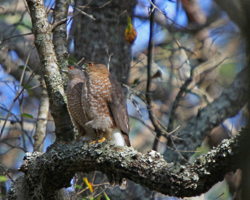 Sharp-shinned Hawk pair