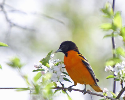 Northern Oriole Baltimore
