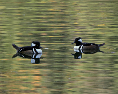 Hooded Mergansers