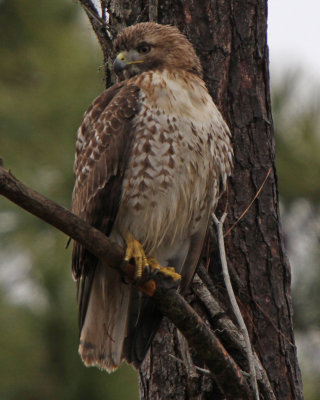 Red-Tailed Hawk