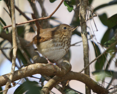 Hermit Thrush