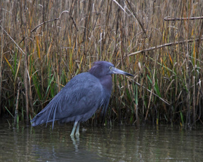 Little Blue Heron