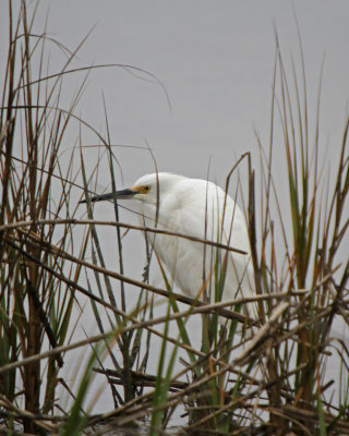 Snowy Egret