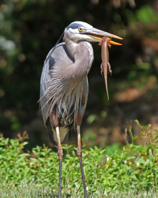 Great Blue Heron with Skink