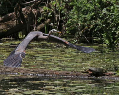 Heron and Snapper