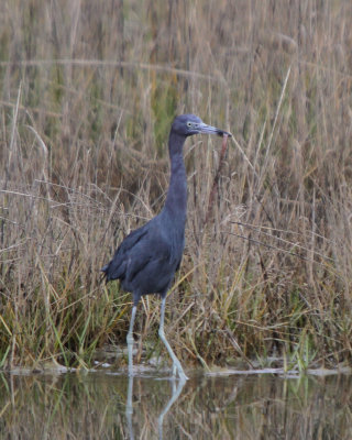 Little Blue Heron with snake