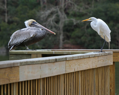 Brown Pelican and Great Egret - Stand-off