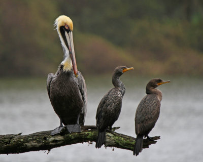 Pelican and Cormorants