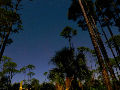 Trees and stars sm.jpg