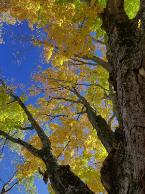 Yellow maples.jpg