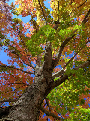 beautifu tree HDR P1010100.jpg