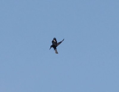 hovering kingfisher.jpg