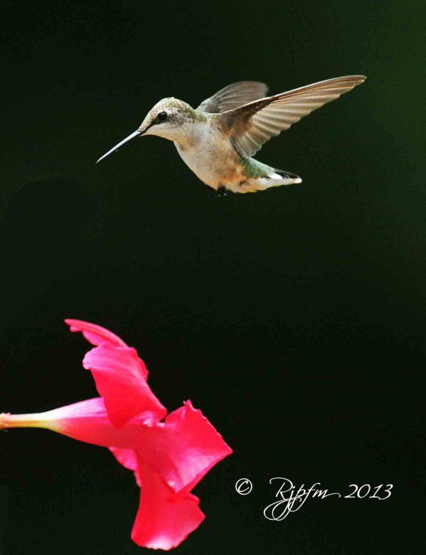 81 Ruby-throated Hummingbird  Crestridge Va 07-27-13.jpg