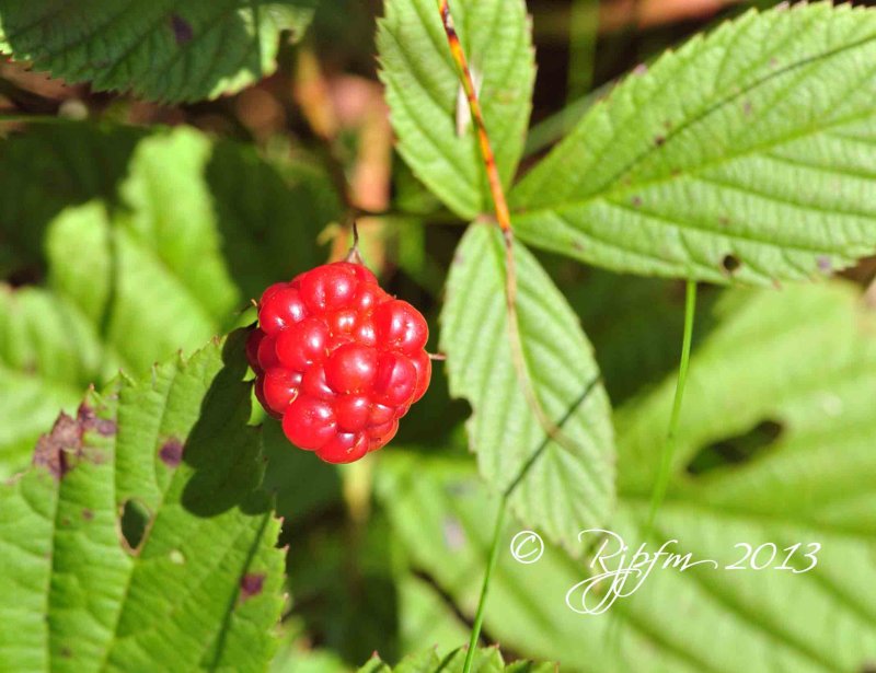 10   Nature Big Meadows  08-24-2013.jpg