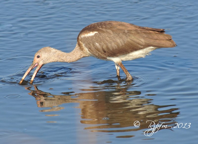 2337   White Ibis Inmature  Chincoteague Va 09-13-13 .jpg