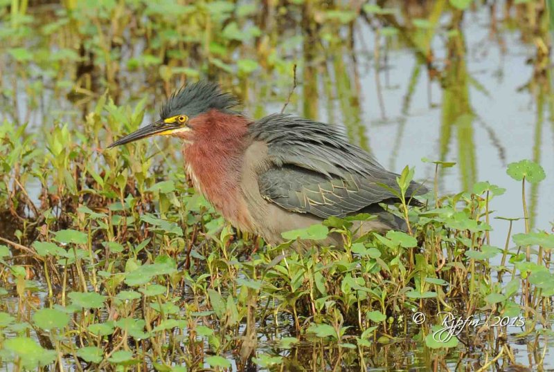 1002 Green Heron Huntley Meadows 06-19-15.jpg