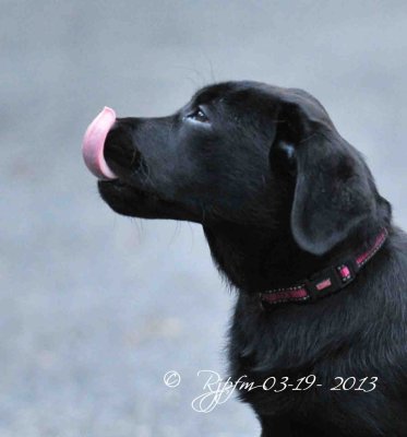 39 Lola 05-19-13.jpg