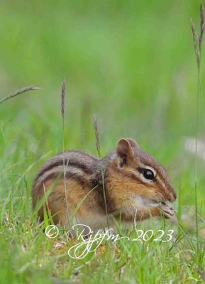 1212  Eastern Chipmunk   Big Medows NP 05-17-2013.jpg