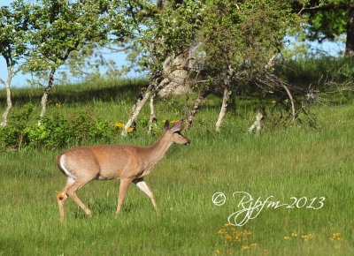 1250   White-tailed Deer  Big Meadows 05-30-13.jpg