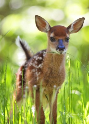 1256 Fawn  barely standing up  Big Meadows 05-30-13.jpg