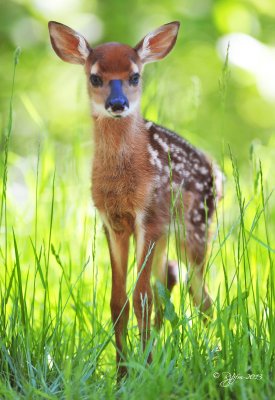 1257 Fawn  barely standing up  Big Meadows 05-30-13.jpg