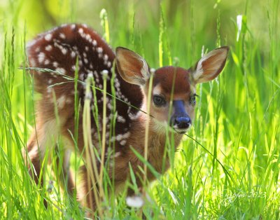1261  Fawn  barely standing up  Big Meadows 05-30-13.jpg