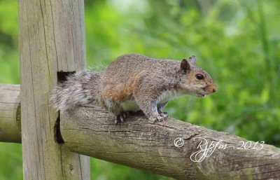 820  Eastern Grey Squirell  Mason Neck  07-12-2013.jpg