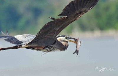 553  Great Blue Heron  Leesylvania  07-12-2013.jpg