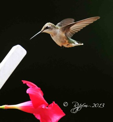 83 Ruby-throated Hummingbird  Crestridge Va 07-27-13.jpg
