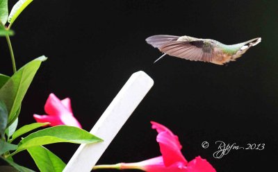 84 Ruby-throated Hummingbird  Crestridge Va 07-27-13.jpg