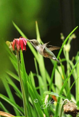 89  Ruby-throated Hummingbird  Crestridge Va 07-27-13.jpg